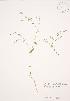  (Centaurium pulchellum - JAG 0386)  @11 [ ] Copyright (2009) Unspecified University of Guelph BIO Herbarium