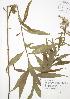  ( - JAG 0397)  @11 [ ] Copyright (2009) Unspecified University of Guelph BIO Herbarium