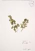  (Arctostaphylos uva-ursi - RS146)  @11 [ ] Copyright (2009) Unspecified University of Guelph BIO Herbarium