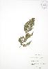  (Dryopteris marginalis - RS153)  @13 [ ] Copyright (2009) Unspecified University of Guelph BIO Herbarium