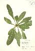  ( - JAG 0854)  @11 [ ] Copyright (2009) Unspecified University of Guelph BIO Herbarium