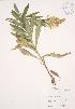  ( - JAG 0374)  @11 [ ] Copyright (2009) Unspecified University of Guelph BIO Herbarium