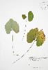 (Jeffersonia - JAG 0843)  @11 [ ] Copyright (2009) Unspecified University of Guelph BIO Herbarium
