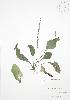  ( - JAG 0826)  @11 [ ] Copyright (2009) Unspecified University of Guelph BIO Herbarium