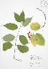 ( - JAG 0831)  @11 [ ] Copyright (2009) Unspecified University of Guelph BIO Herbarium