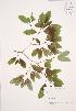  (Ilex mucronata - JAG 0184)  @11 [ ] Copyright (2009) Unspecified University of Guelph BIO Herbarium
