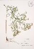  ( - JAG 0197)  @11 [ ] Copyright (2009) Unspecified University of Guelph BIO Herbarium