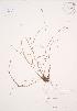  (Carex crawfordii - JAG 0180)  @11 [ ] Copyright (2009) Unspecified University of Guelph BIO Herbarium