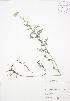 (Achillea millefolium occidentalis - BAR169)  @13 [ ] Copyright (2009) Unspecified University of Guelph BIO Herbarium