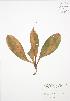  (Clintonia borealis - BAR156)  @11 [ ] Copyright (2009) Unspecified University of Guelph BIO Herbarium