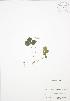  (Coptis trifolia - BAR136)  @11 [ ] Copyright (2009) Unspecified University of Guelph BIO Herbarium