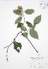  (Alnus incana rugosa - BAR117)  @11 [ ] Copyright (2009) Unspecified University of Guelph BIO Herbarium