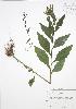  (Erechtites - BAR207)  @11 [ ] Copyright (2009) Unspecified University of Guelph BIO Herbarium