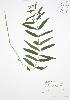  ( - BAR215)  @11 [ ] Copyright (2009) Unspecified University of Guelph BIO Herbarium