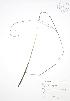  (Carex arctata - BAR261)  @11 [ ] Copyright (2009) Unspecified University of Guelph BIO Herbarium