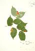  (Disporum lanuginosum - JAG 0822)  @11 [ ] Copyright (2009) Unspecified University of Guelph BIO Herbarium