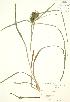  (Carex lupulina - JAG 0811)  @11 [ ] Copyright (2009) Unspecified University of Guelph BIO Herbarium