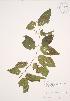  (Celtis occidentalis - JAG 0355)  @11 [ ] Copyright (2009) Unspecified University of Guelph BIO Herbarium