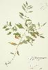  (Lycopus uniflorus - JAG 0036)  @11 [ ] Copyright (2009) Unspecified University of Guelph BIO Herbarium