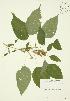  ( - JAG 0039)  @11 [ ] Copyright (2009) Unspecified University of Guelph BIO Herbarium