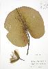  (Nymphaea odorata - ALR024)  @11 [ ] Copyright (2009) Unspecified University of Guelph BIO Herbarium