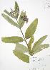  ( - JAG 0610)  @11 [ ] Copyright (2009) Unspecified University of Guelph BIO Herbarium