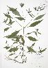  ( - JAG 0042)  @11 [ ] Copyright (2009) Unspecified University of Guelph BIO Herbarium