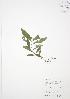  ( - JAG 0046)  @11 [ ] Copyright (2009) Unspecified University of Guelph BIO Herbarium