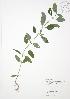  ( - JAG 0051)  @11 [ ] Copyright (2009) Unspecified University of Guelph BIO Herbarium