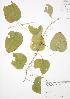  (Smilax herbacea - JAG 0333)  @11 [ ] Copyright (2009) Unspecified University of Guelph BIO Herbarium
