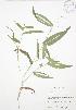  (Dichanthelium latifolium - JAG 0657)  @11 [ ] Copyright (2009) Unspecified University of Guelph BIO Herbarium