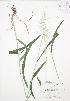  (Elymus hystrix - JAG 0660)  @11 [ ] Copyright (2009) Unspecified University of Guelph BIO Herbarium