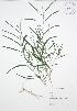  ( - JAG 0068)  @11 [ ] Copyright (2009) Unspecified University of Guelph BIO Herbarium