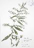  (Symphyotrichum lateriflorum - JAG 0120)  @11 [ ] Copyright (2009) Unspecified University of Guelph BIO Herbarium