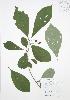  (Nyssa sylvatica - JAG 0110)  @11 [ ] Copyright (2009) Unspecified University of Guelph BIO Herbarium