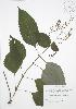  (Collinsonia canadensis - JAG 0104)  @11 [ ] Copyright (2009) Unspecified University of Guelph BIO Herbarium