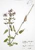  (Monarda fistulosa - JAG 0664)  @11 [ ] Copyright (2009) Unspecified University of Guelph BIO Herbarium