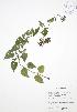  ( - JAG 0640)  @11 [ ] Copyright (2009) Unspecified University of Guelph BIO Herbarium