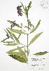  (Asclepias incarnata - JAG 0647)  @13 [ ] Copyright (2009) Unspecified University of Guelph BIO Herbarium