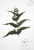  ( - JAG 0648)  @11 [ ] Copyright (2009) Unspecified University of Guelph BIO Herbarium