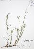  (Cenchrus longispinus - JAG 0808)  @11 [ ] Copyright (2009) Unspecified University of Guelph BIO Herbarium