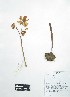  (Begonia octopetala - Peru170154)  @11 [ ] CreativeCommons  Attribution Non-Commercial Share-Alike  Unspecified Universidad Nacional Mayor de San Marcos, Museo de Historia Natural