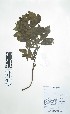  (Heliotropium adenogynum - Peru170183)  @11 [ ] CreativeCommons  Attribution Non-Commercial Share-Alike  Unspecified Universidad Nacional Mayor de San Marcos, Museo de Historia Natural
