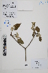  ( - Peru170212)  @11 [ ] CreativeCommons  Attribution Non-Commercial Share-Alike  Unspecified Herbarium of South China Botanical Garden