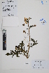  ( - Peru170215)  @11 [ ] CreativeCommons  Attribution Non-Commercial Share-Alike  Unspecified Herbarium of South China Botanical Garden