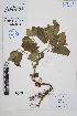  (Palaua trisepala - Peru170218)  @11 [ ] CreativeCommons  Attribution Non-Commercial Share-Alike  Unspecified Herbarium of South China Botanical Garden