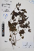  (Stachys peruviana - Peru170220a)  @11 [ ] CreativeCommons  Attribution Non-Commercial Share-Alike  Unspecified Herbarium of South China Botanical Garden