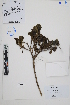  (Proustia - Peru170222)  @11 [ ] CreativeCommons  Attribution Non-Commercial Share-Alike  Unspecified Herbarium of South China Botanical Garden
