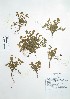  (Oxalis micrantha - Peru170389)  @11 [ ] CreativeCommons  Attribution Non-Commercial Share-Alike  Unspecified Universidad Nacional Mayor de San Marcos, Museo de Historia Natural