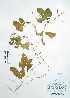  (Cyclanthera mathewsii - Peru170395)  @11 [ ] CreativeCommons  Attribution Non-Commercial Share-Alike  Unspecified Universidad Nacional Mayor de San Marcos, Museo de Historia Natural